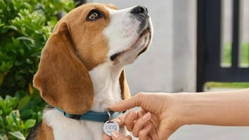 Ring Launches New Pet Tag to Help Keep Your Furry Friend Safe and It's Only $10 — Pre-Order Now